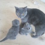 Котенята-британці