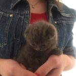 Котенята-британці