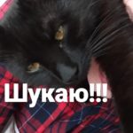 Шукаю!!!Втік чорний котик